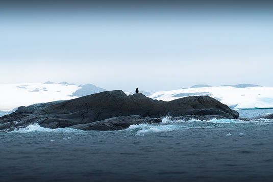 Lone Penguin