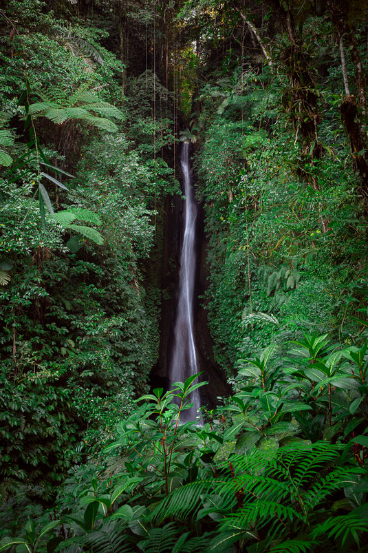 Jungle Falls