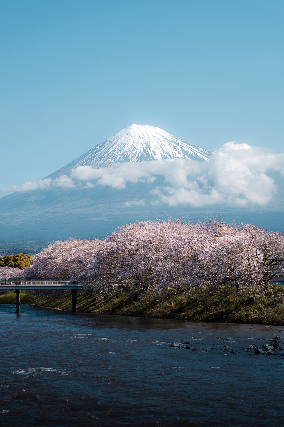 Blossom River