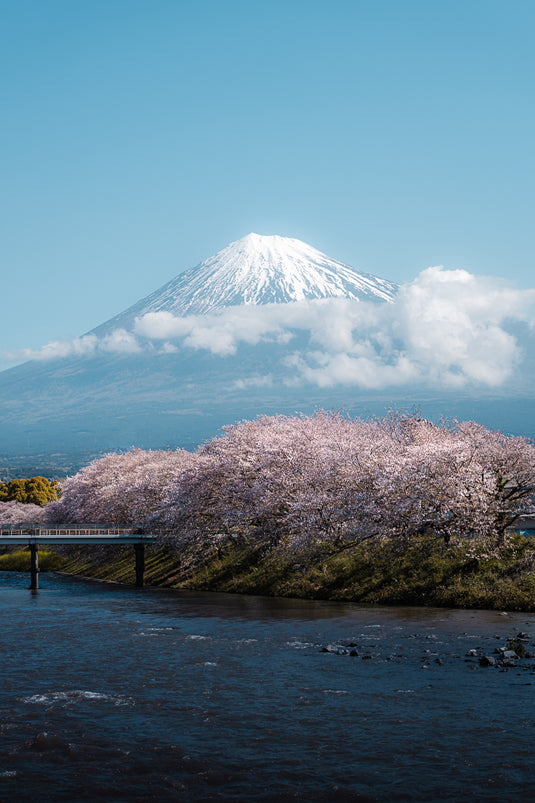 Blossom River