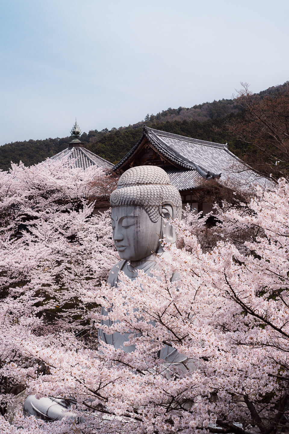 Buddha In Bloom