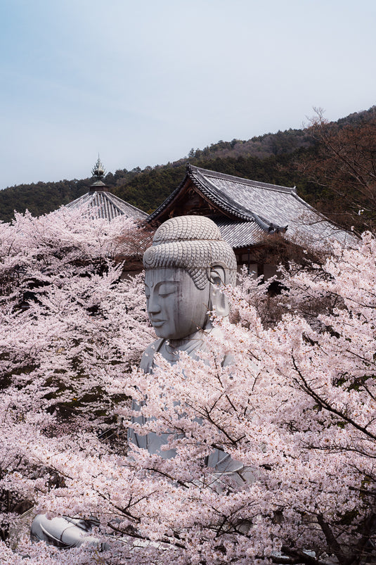 Buddha In Bloom
