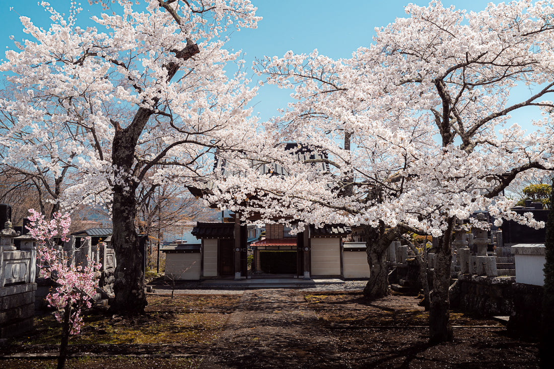 Temple In Bloom