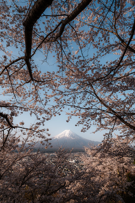 Mt Fuji In Bloom