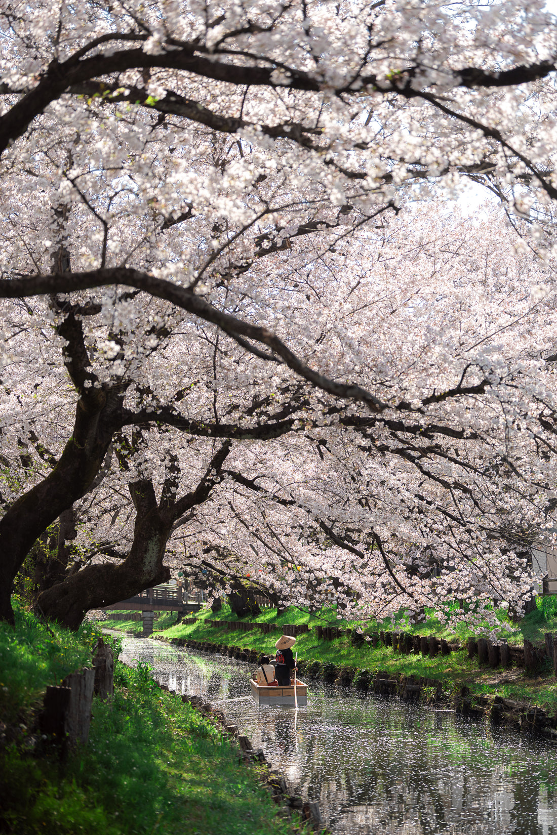 Sakura River