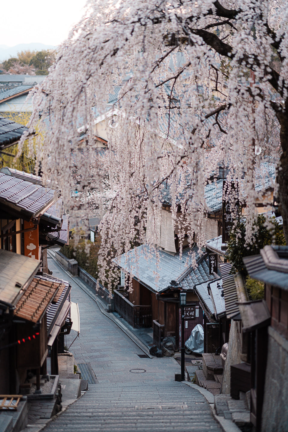 Weeping Blossom