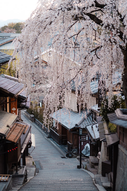 Weeping Blossom