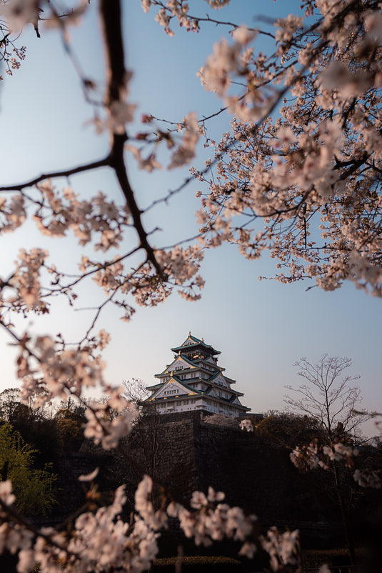 Osaka Castle Bloom