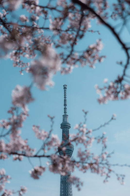 Skytree In Spring