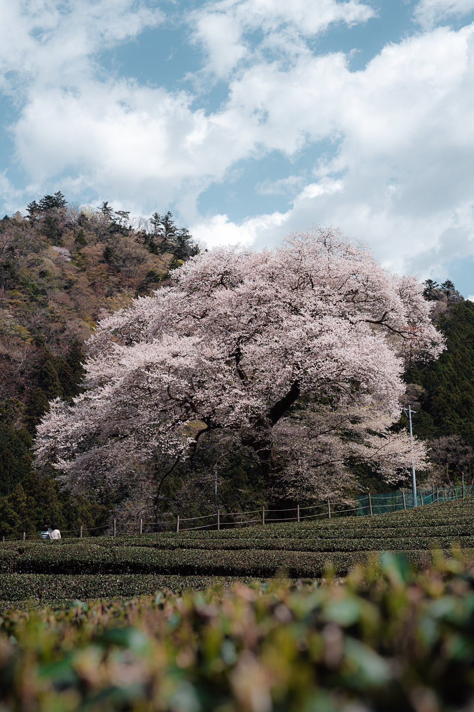 The Lone Sakura