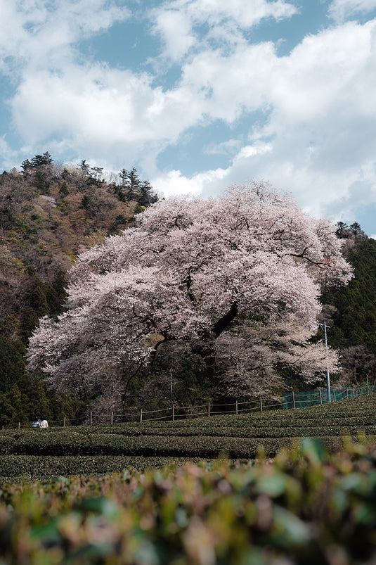 The Lone Sakura