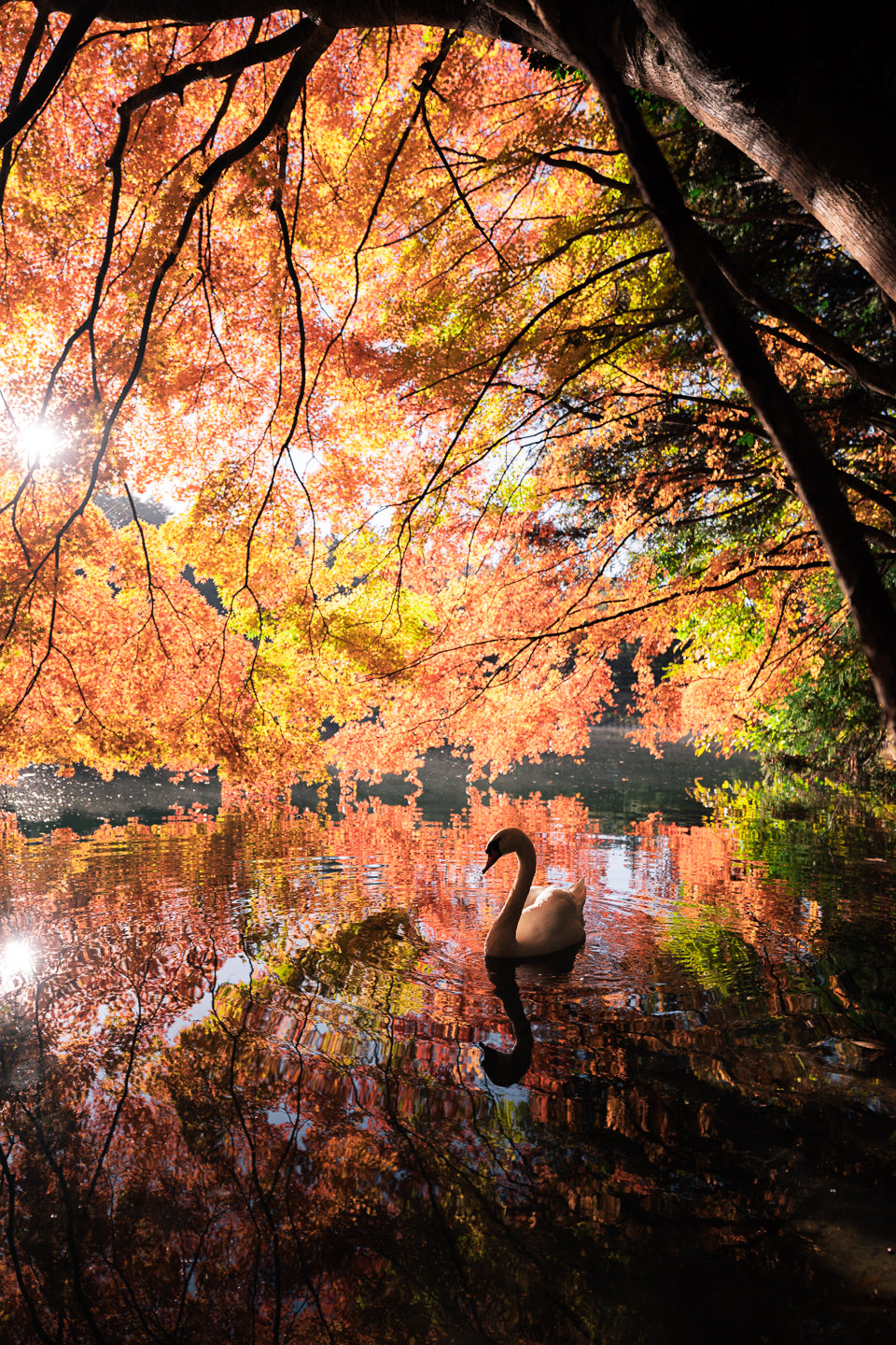 Autumn Swan