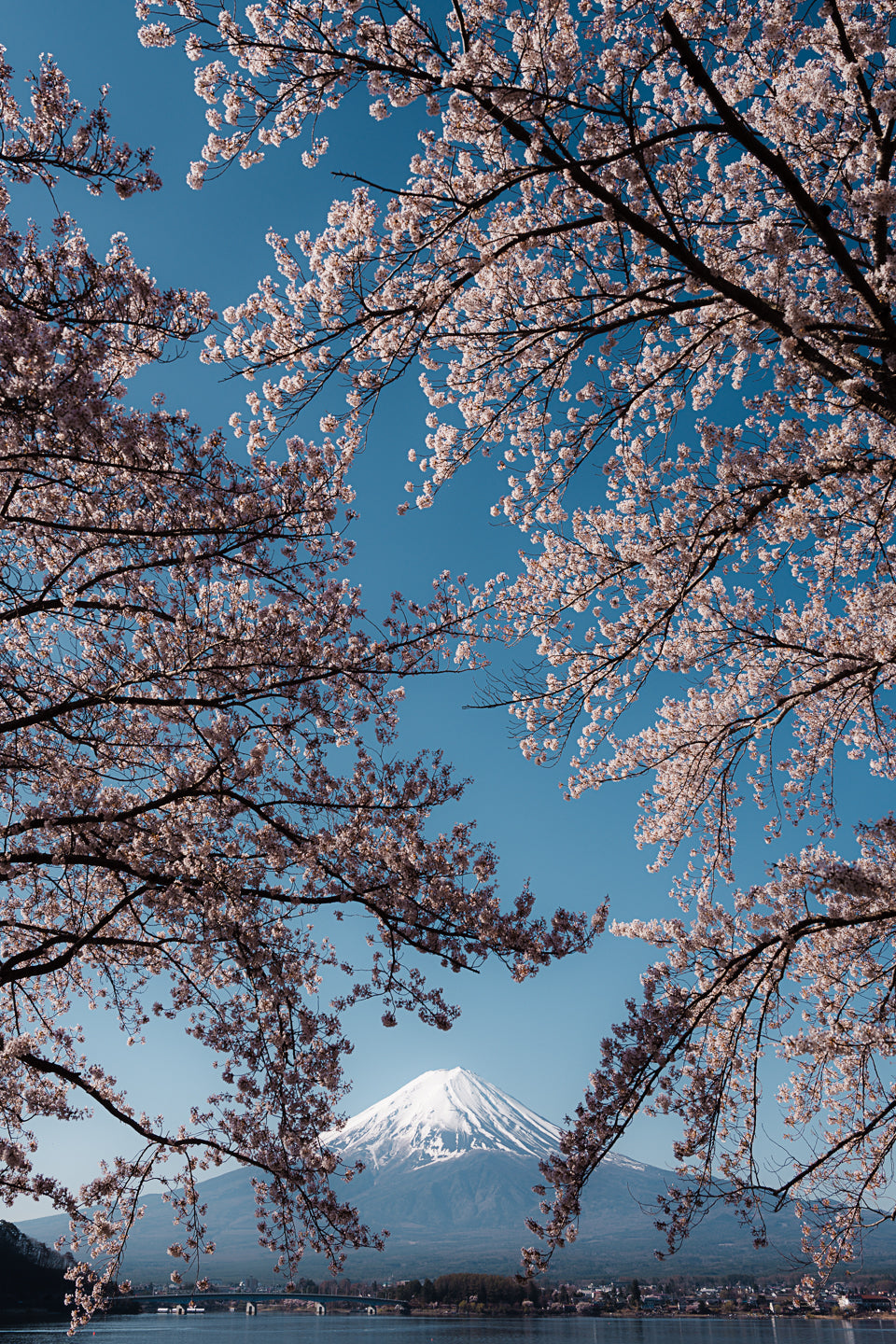 Beneath The Blossoms