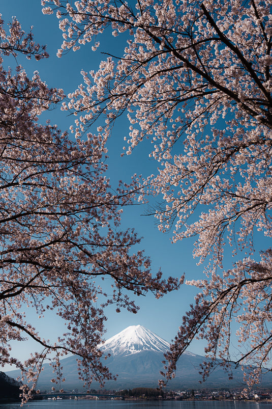 Beneath The Blossoms