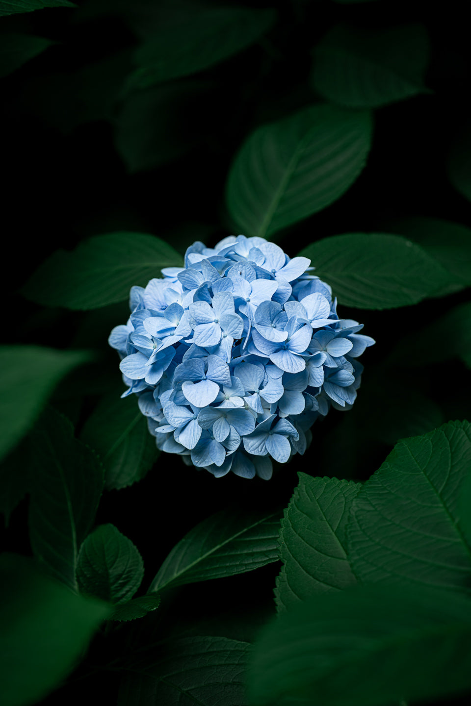 Ajisai