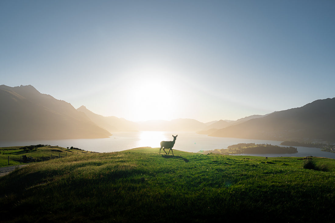 Mountain Deer