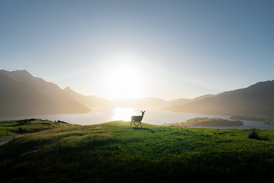 Mountain Deer